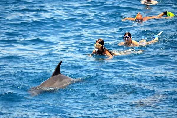 Dolphin House Snorkeling and Swimming with Dolphins