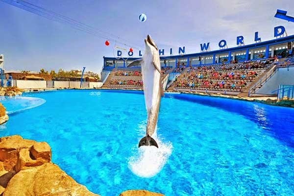 Dolphin Show Hurghada and Swimming with Dolphins