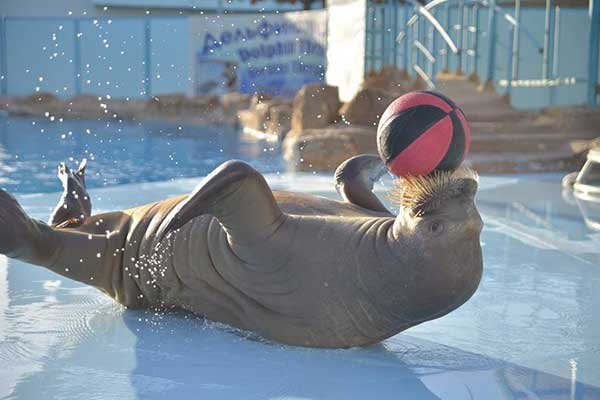 Dolphin Show Hurghada and Swimming with Dolphins