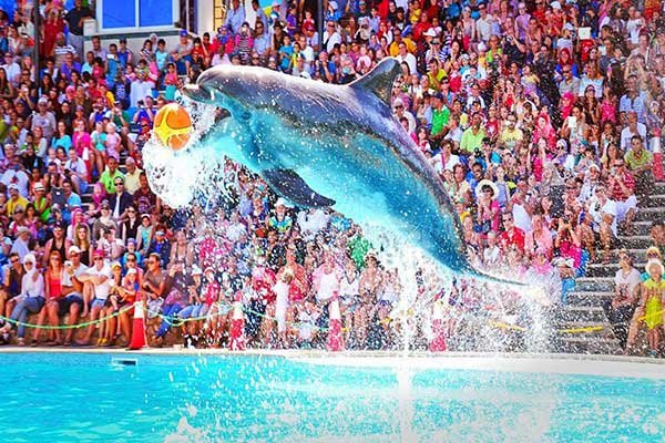 Dolphin Show Hurghada and Swimming with Dolphins