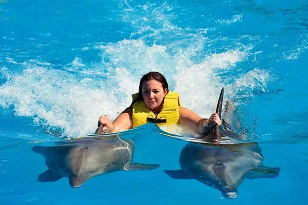 Dolphin Show Hurghada and Swimming with Dolphins